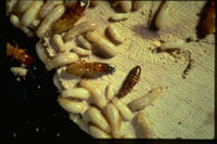 life stages of the western drywood termite